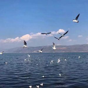 Japanese拳交女王
